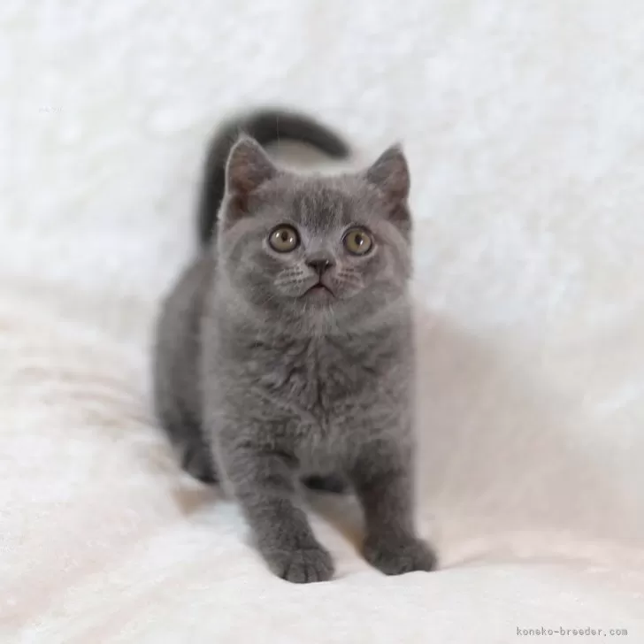 ID：2405-01796の子猫