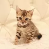 ベンガル【三重県・男の子・2024年2月17日・ブラウンスポッティッドタビー(ロゼット)】の写真1