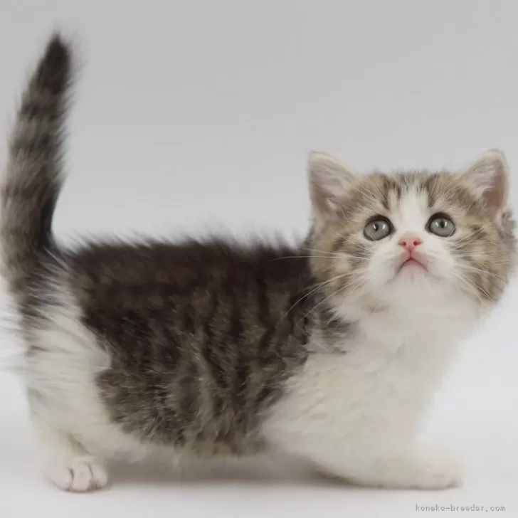 ID:2506-01059の子猫