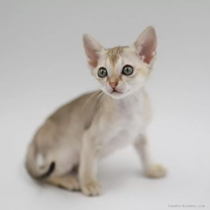ID:2504-01234の子猫