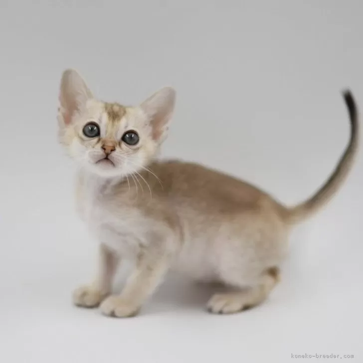 ID:2504-01231の子猫