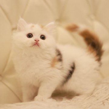 スコティッシュフォールド(立ち耳)【三重県・女の子・2025年10月19日・トーティー&ホワイト(キャリコ)（ダブルコート）】の写真「超優良血統の可愛いスコテッシュ！！」