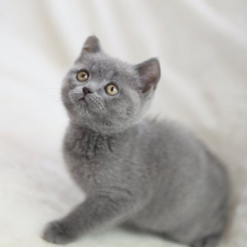 ブリティッシュショートヘア【三重県・男の子・2025年1月24日・ブルー】の写真「優良血統の可愛いブリテッシュ！」