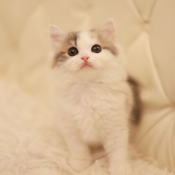 スコティッシュフォールド(立ち耳)【三重県・女の子・2025年10月19日・ブルートービー&ホワイト（ダブルコート）】の写真「超優良血統の可愛いスコテッシュ！！」