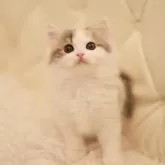 スコティッシュフォールド(立ち耳)