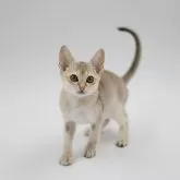 シンガプーラ