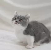 ブリティッシュショートヘア【三重県・男の子・2025年1月24日・ブルー&ホワイト】の写真3「猫を初めて飼育される方も安心！」