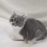 ブリティッシュショートヘア【三重県・男の子・2025年1月24日・ブルー&ホワイト】の写真4「しつけもバッチリです！」