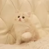 ラガマフィン【三重県・男の子・2025年10月16日・クリーム】の写真7「とても可愛い子です♪」