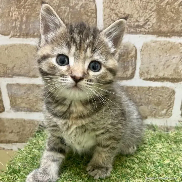 ID：2301-01783の子猫