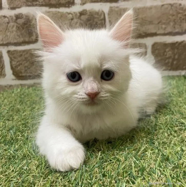 ID：2310-00085の子猫