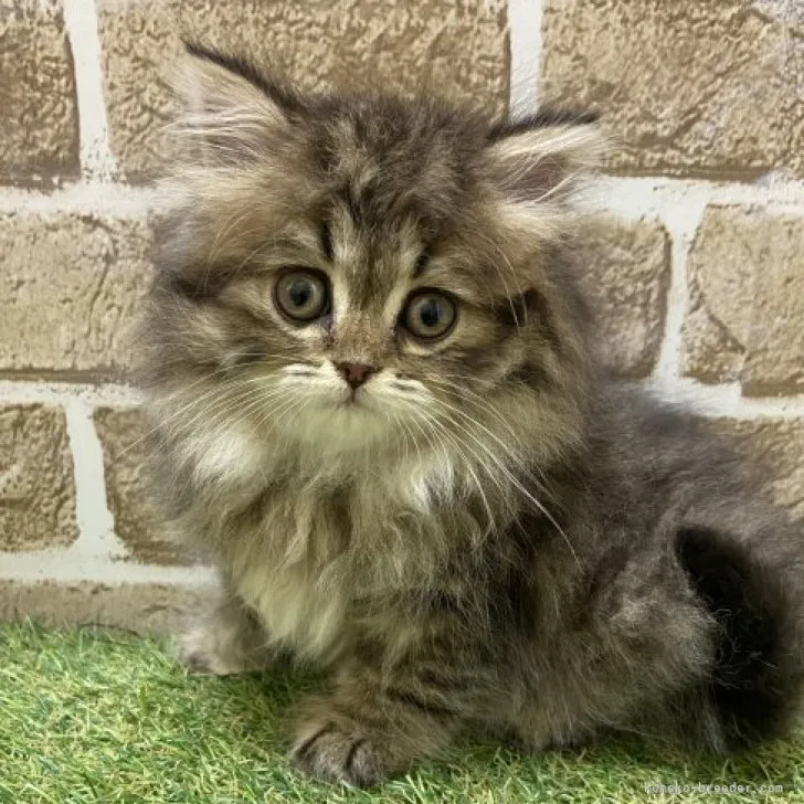 ID：2304-03389の子猫