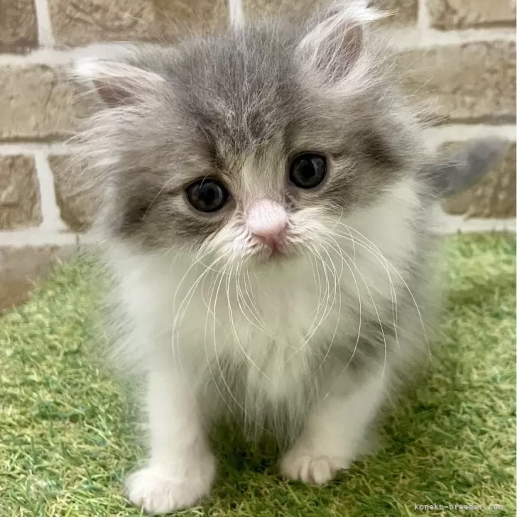 ID：2406-01540の子猫