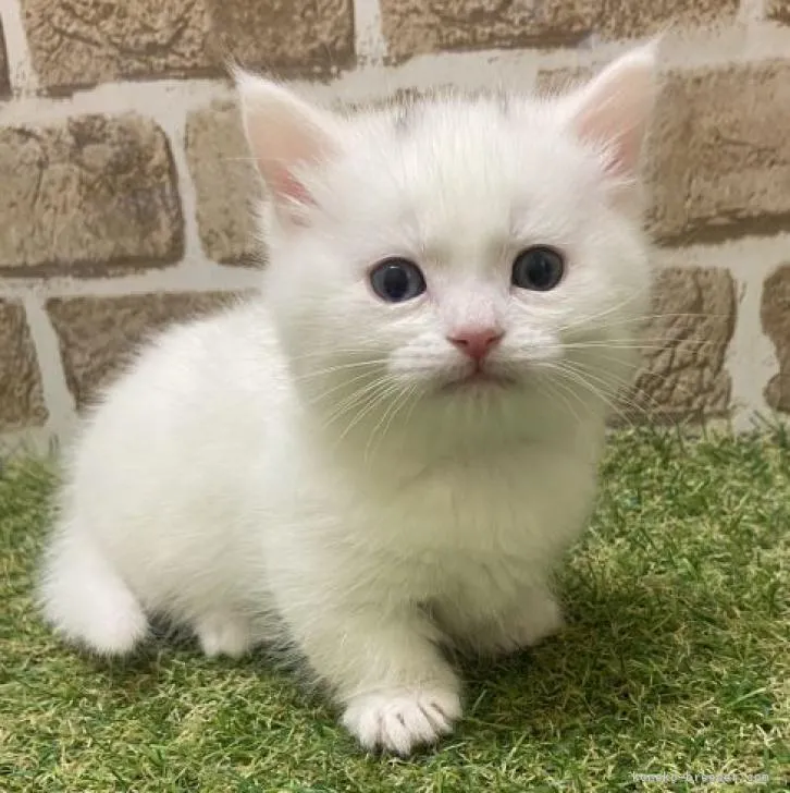 ID：2301-01784の子猫