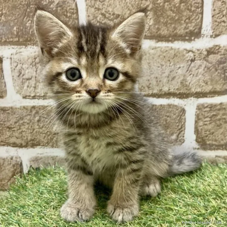 ID：2307-03059の子猫