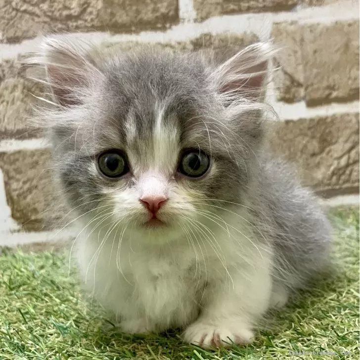 ID：2410-01712の子猫