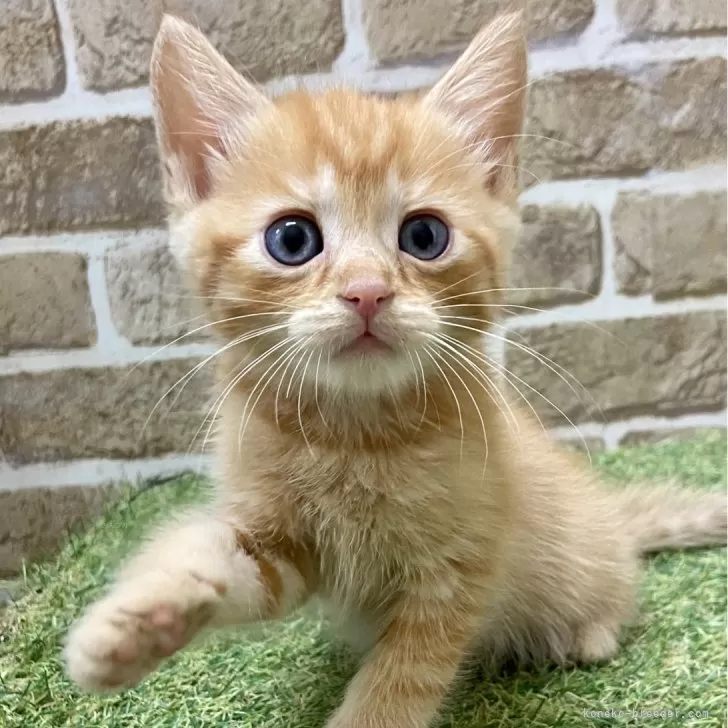 ID:2408-02726の子猫