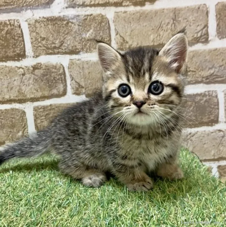 ID：2311-00003の子猫