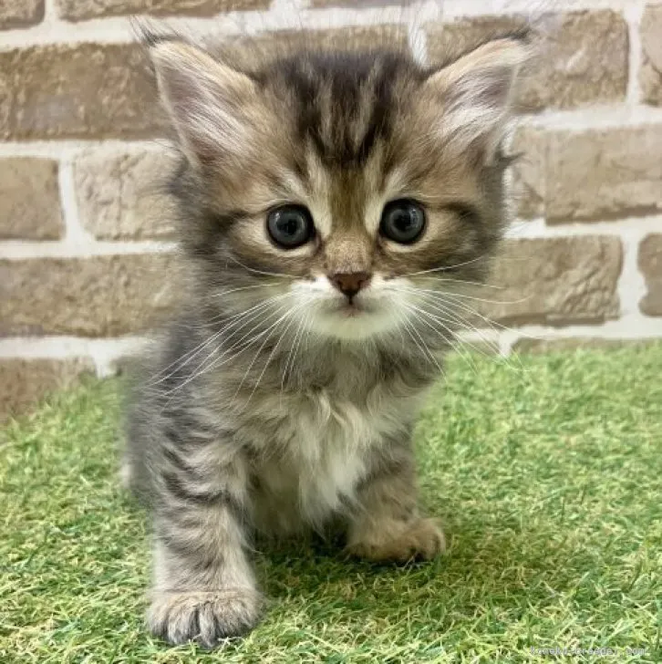 ID：2305-01502の子猫