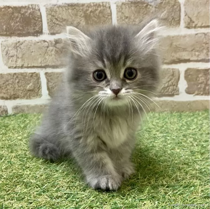 ID:2401-00142の子猫