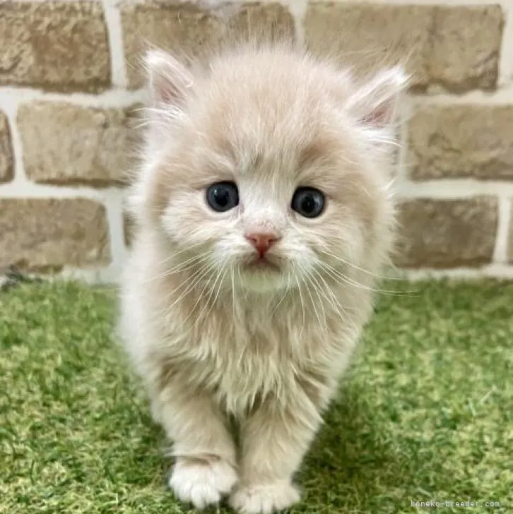ID：2301-00685の子猫