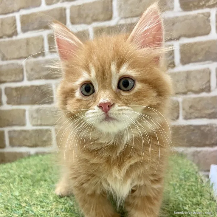 ID：2307-03322の子猫