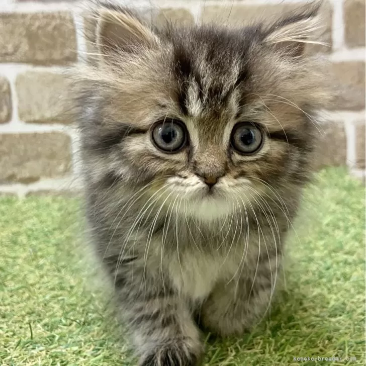 ID：2405-00002の子猫