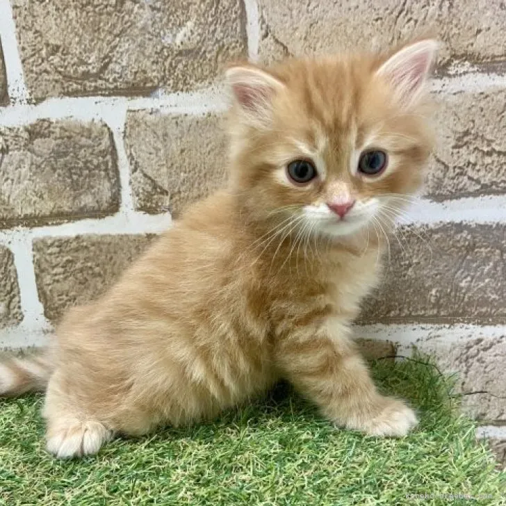 ID：2305-01500の子猫