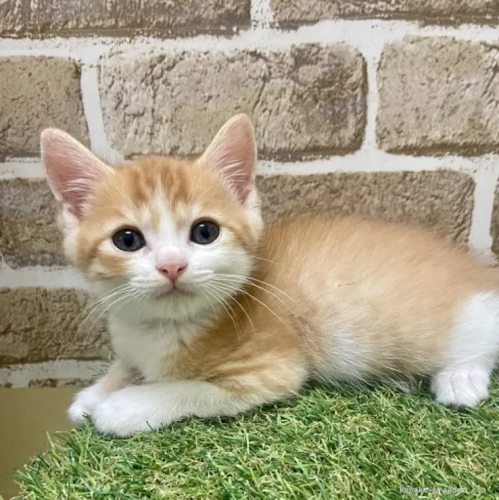 ID：2307-02906の子猫