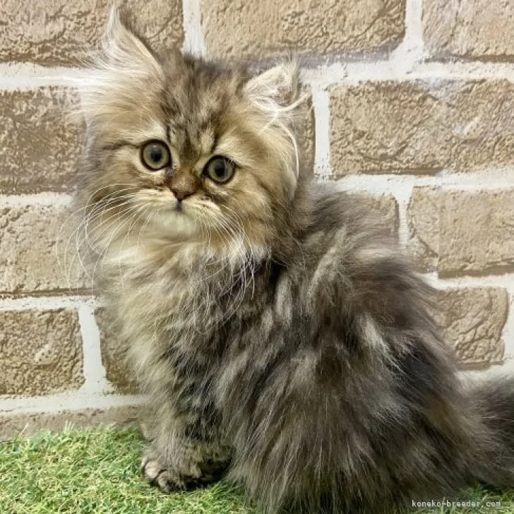 ID：2303-00168の子猫