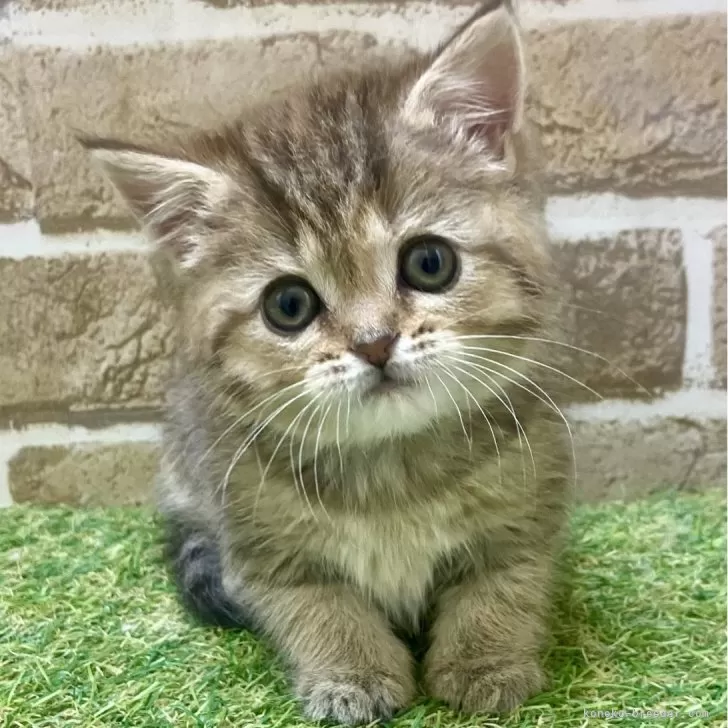 ID:2405-00007の子猫