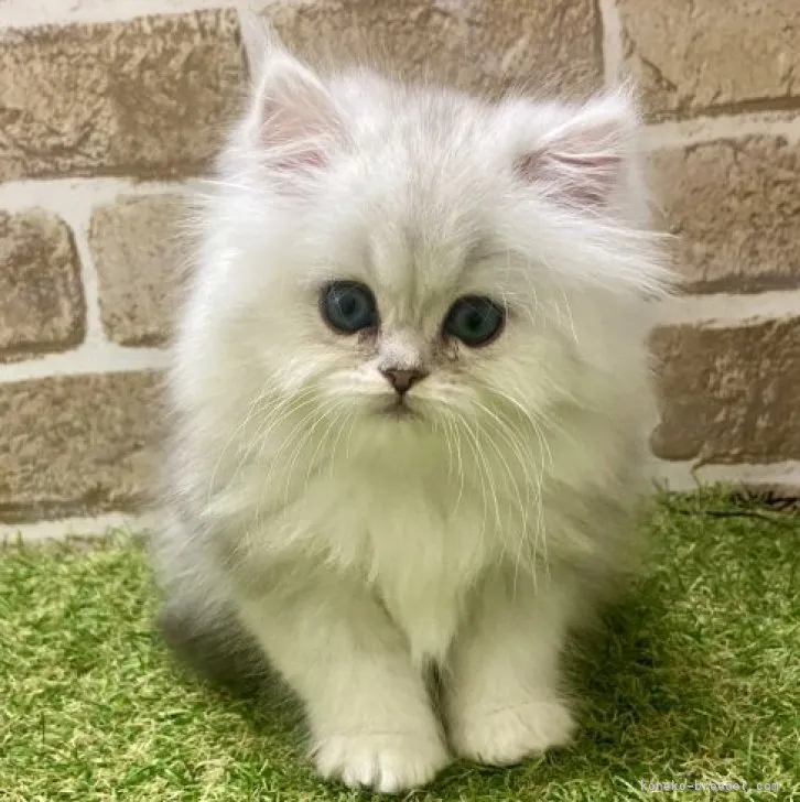 ID：2303-00170の子猫