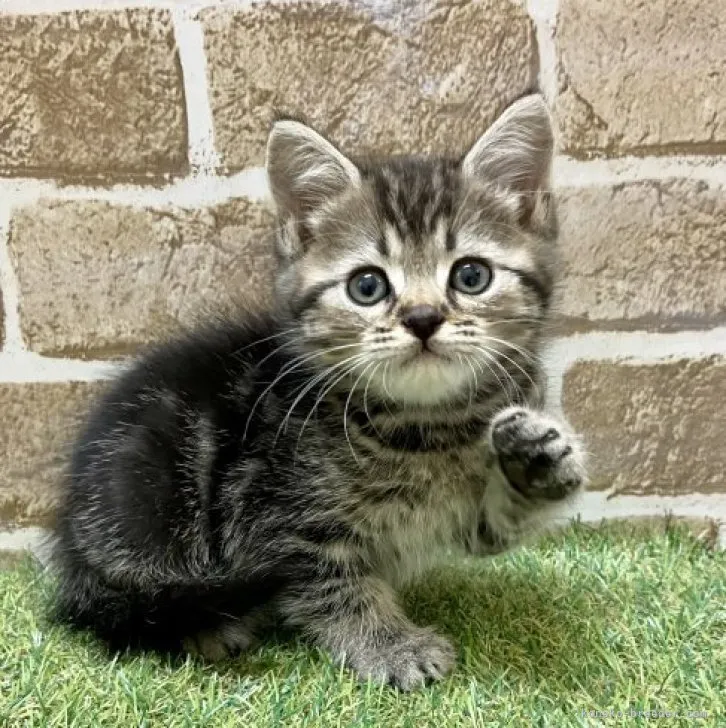 ID：2310-03136の子猫