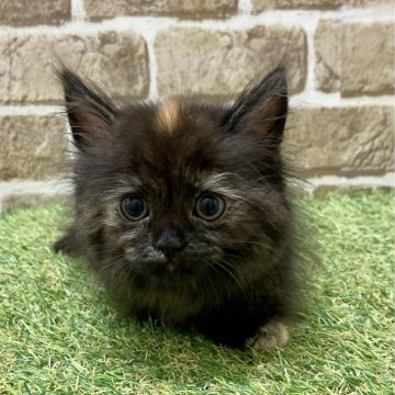 マンチカン(長足)【大阪府・女の子・2023年6月1日・トーティシェル（ロング）】の写真「頭のちょこん色が可愛い」