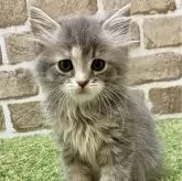 マンチカン(長足)【大阪府・女の子・2024年7月7日・ブルータビー&ホワイト】の写真1