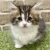 ミヌエット(短足)【大阪府・女の子・2024年4月20日・ブラウンタビー&ホワイト】の写真1