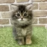 ラガマフィン【大阪府・女の子・2023年11月15日・ブラウンパッチドタビー】の写真1