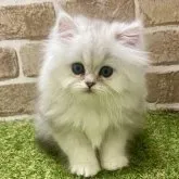 ペルシャ【大阪府・男の子・2023年1月22日・シェーデットシルバー】の写真1