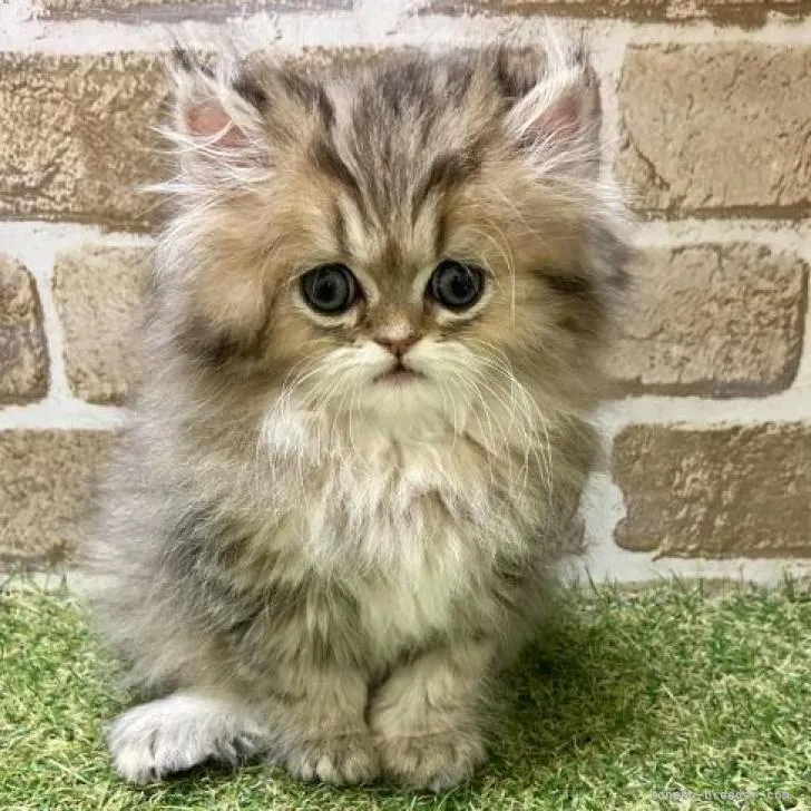 ID：2212-01084の子猫