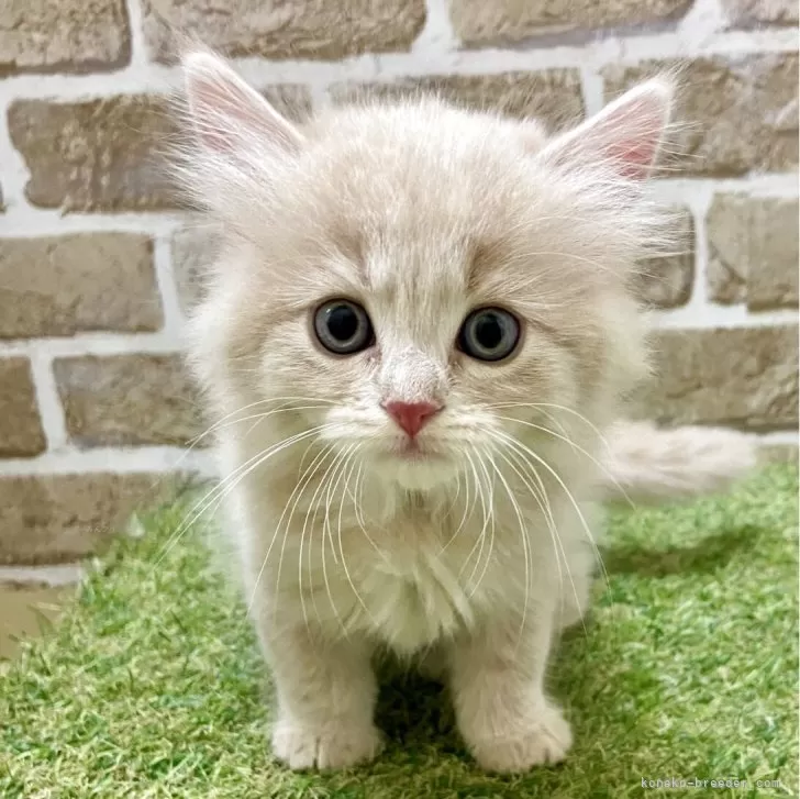 マンチカン(長足)【大阪府・男の子・2025年7月15日・クリームタビー】の写真1