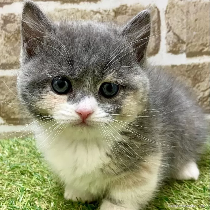 ID：2502-02321の子猫