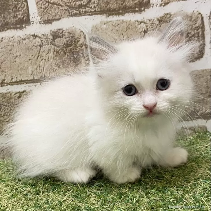 ID：2506-02025の子猫