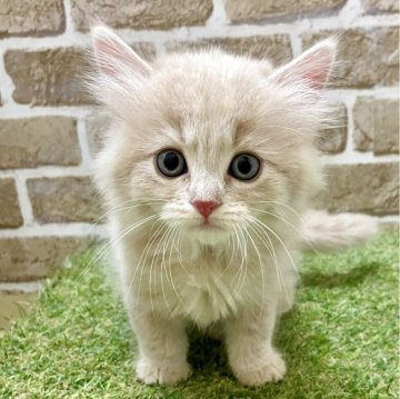 マンチカン(長足)【大阪府・男の子・2025年7月15日・クリームタビー】の写真「人懐っこい」