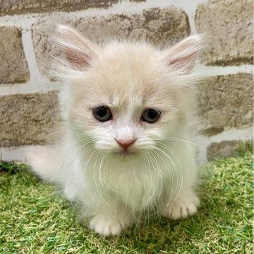 マンチカン(短足)【大阪府・男の子・2025年5月5日・クリーム&ホワイト（セミロング）】の写真「困り顔が可愛い♪」
