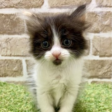 マンチカン(長足)【大阪府・女の子・2025年5月5日・キャリコ（セミロング）】の写真「お口が可愛い」