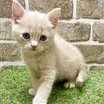 マンチカン(長足)【大阪府・男の子・2025年4月10日・クリームタビー】の写真「兄妹の中で1番元気」