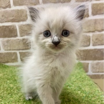 マンチカン(長足)【大阪府・女の子・2025年5月5日・ブルーポイント（セミロング）】の写真「困り顔も可愛い」