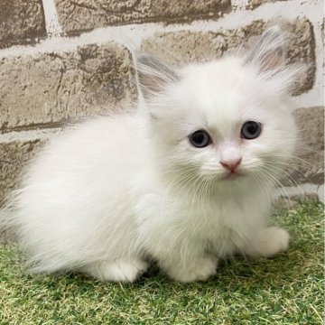 マンチカン(短足)【大阪府・女の子・2025年5月5日・ブルーポイント（セミロング）】の写真「毛色が綺麗」