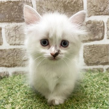 マンチカン(短足)【大阪府・女の子・2025年6月7日・ブルーポイント（セミロング）】の写真「動きが可愛い」