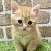 マンチカン(長足)